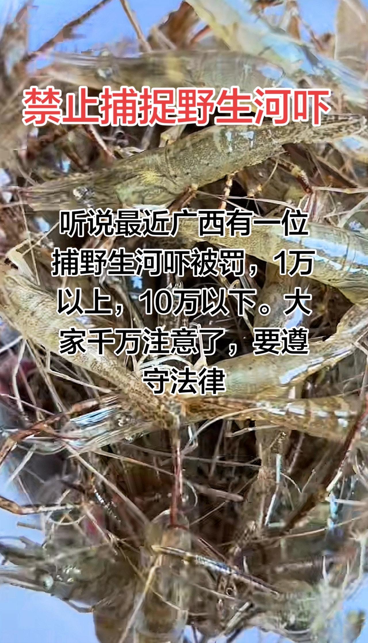 广西这位捕捉野生河虾38斤多，但是捉到了他本人，这时候是不能捉野生河吓的，大家得