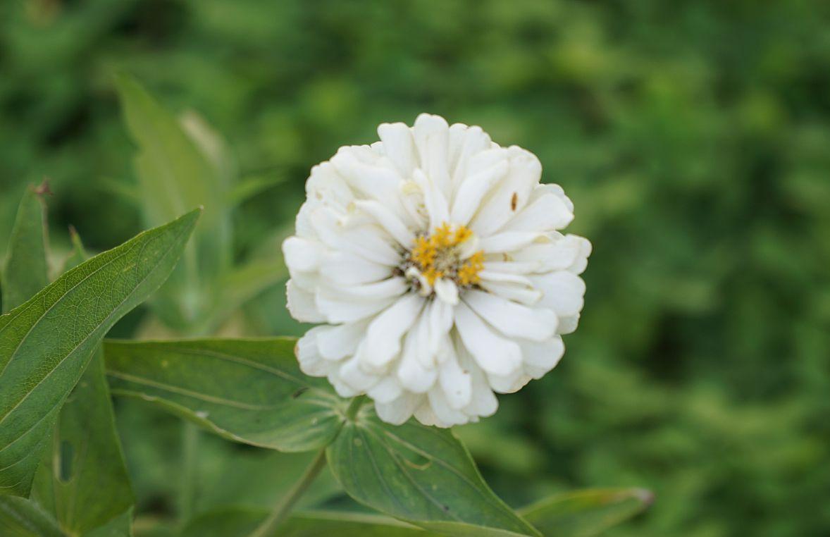 今天下午，一个熟人来找我婆婆借钱，我婆婆问："你要借多少？"对方说："借三万吧！