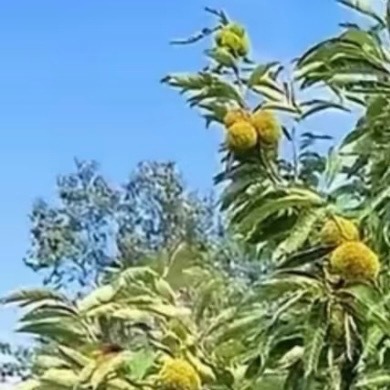 0000板栗种植方法1.选地：南向缓坡（≤25°），土壤疏松排水好，pH5.5