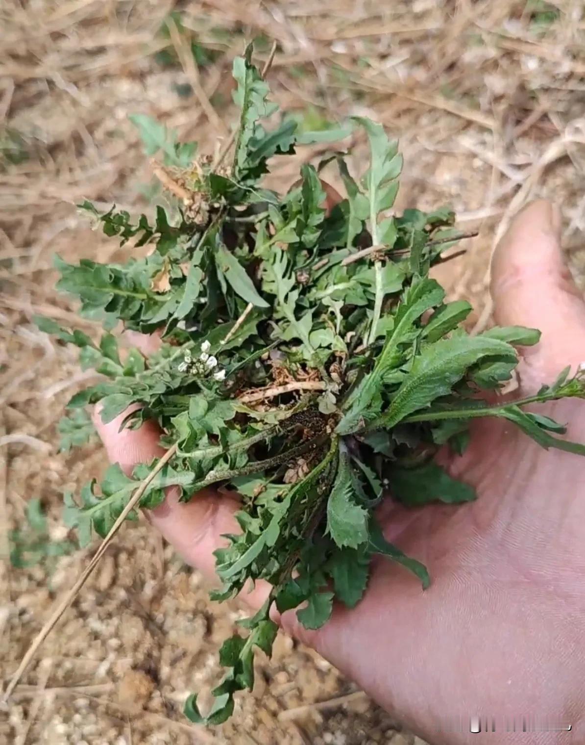 春天青岛的时令菜是什么？当然是海鲜配野菜了。青岛西海岸新区雨后野菜终于长大了，今