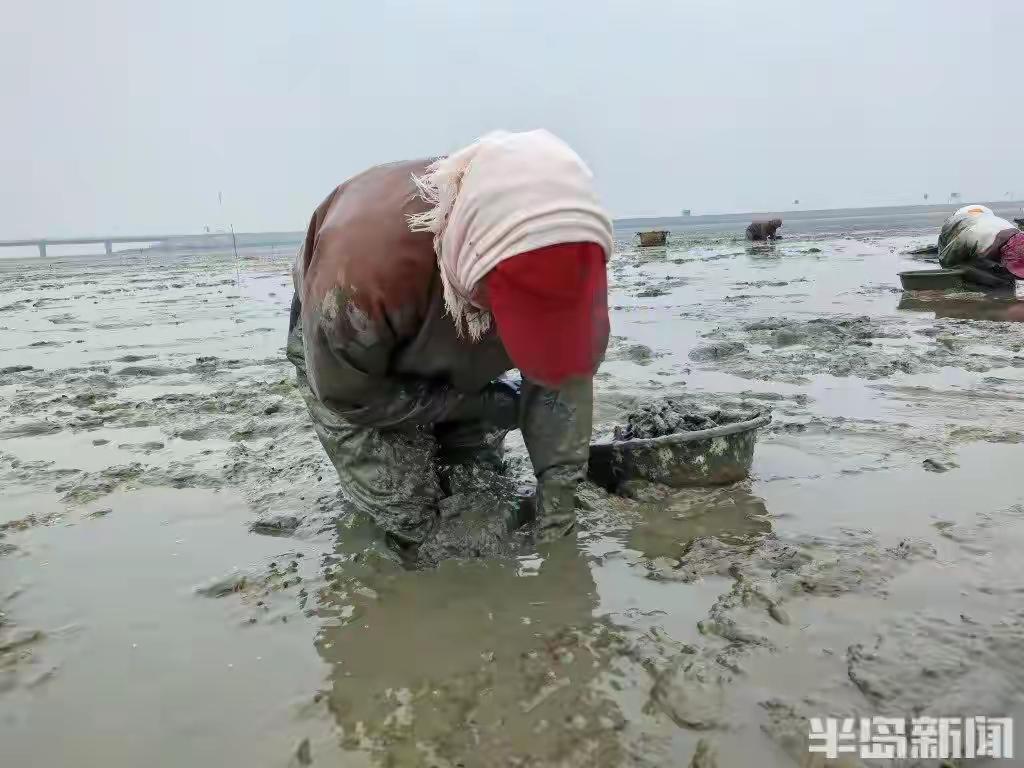 青岛胶州湾震撼奇观！五旬大姨泥海“轻功”漂移，徒手挖蛏日赚五百，背后辛酸谁人知？