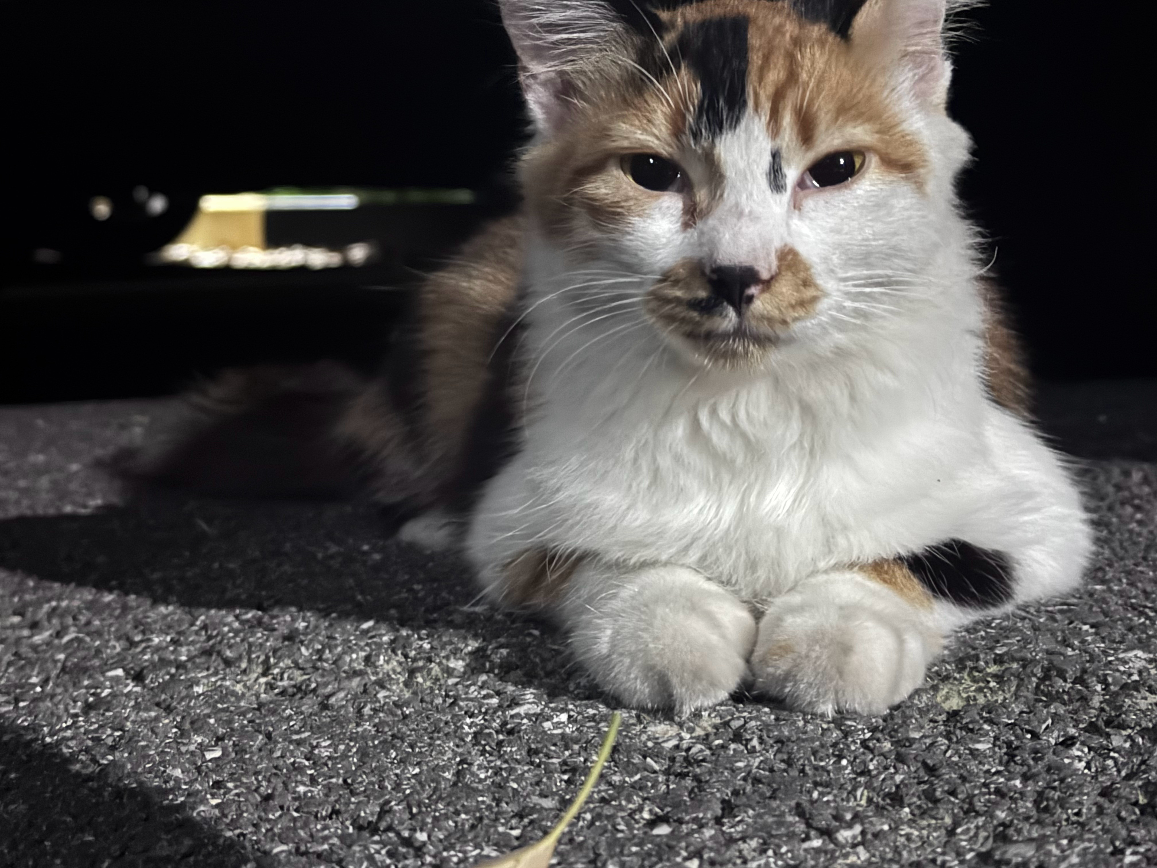 已和猫咪混熟了，给拍​​​