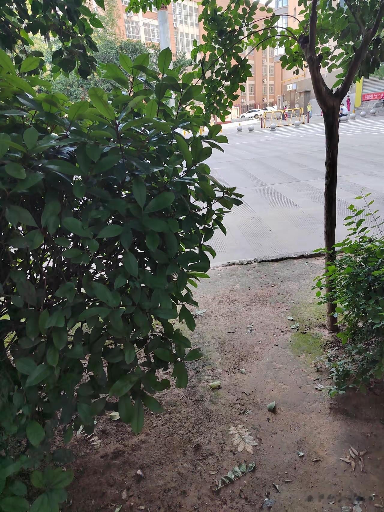 最近突然发现了一个反常现象，满大街的女人，不管是年轻的，还是年老的，穿裙子的越来