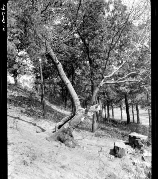 1908年，美国摄影师甘博来华，拍摄的是北京煤山上“罪槐”，原树现已不存，此槐树