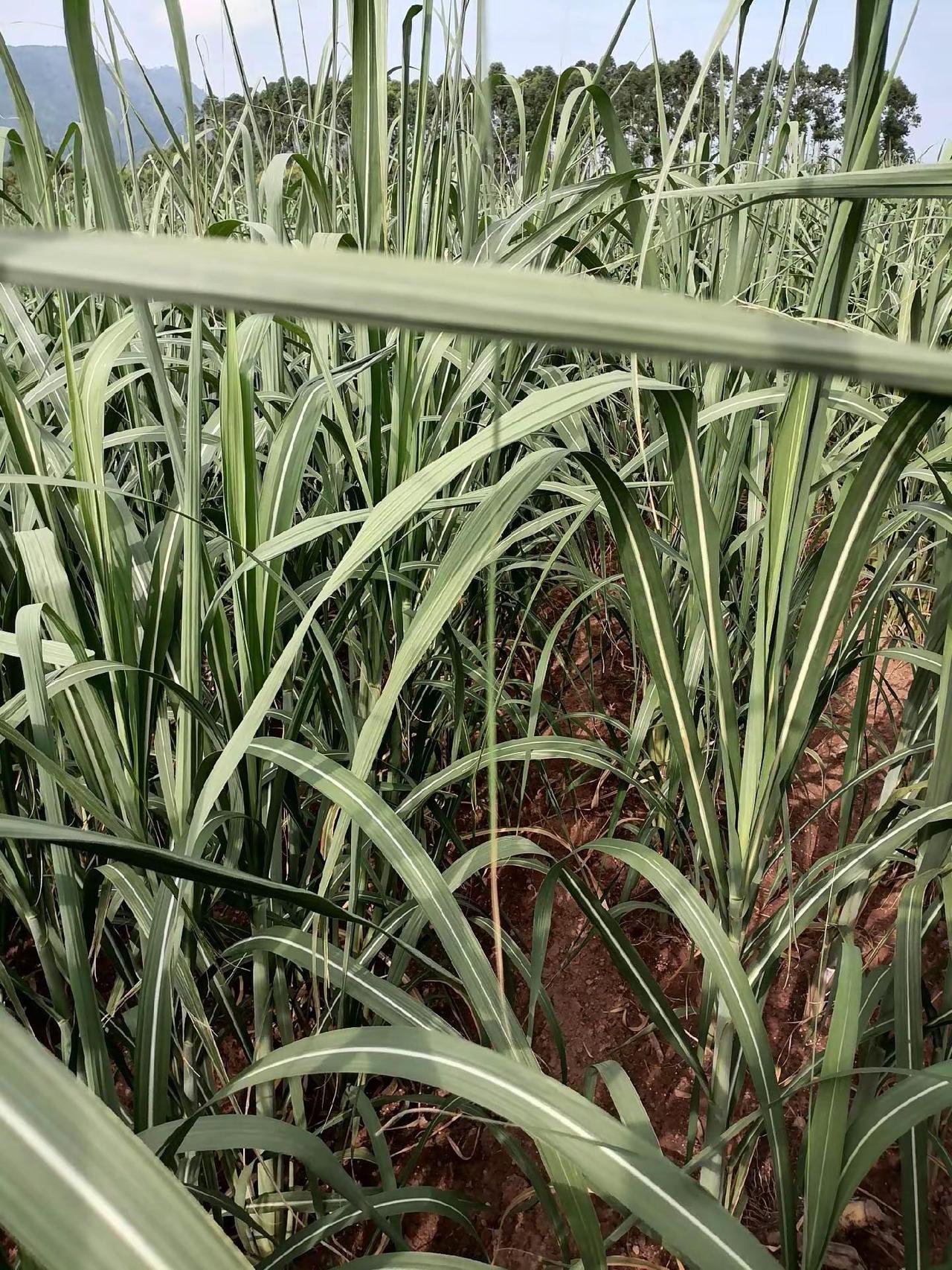 记录甘蔗生长农业种植-甘蔗绿油油的甘蔗田甘蔗田甘蔗地实拍