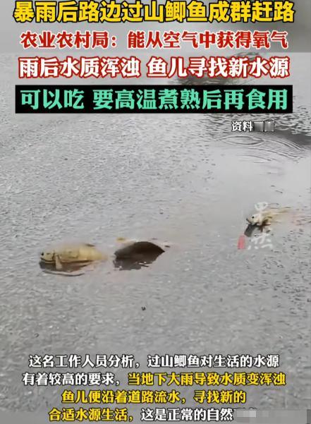 解释不清了！广西防城港，男子雨后回家，突然在路上发现一排排黑色的东西，开始他还以