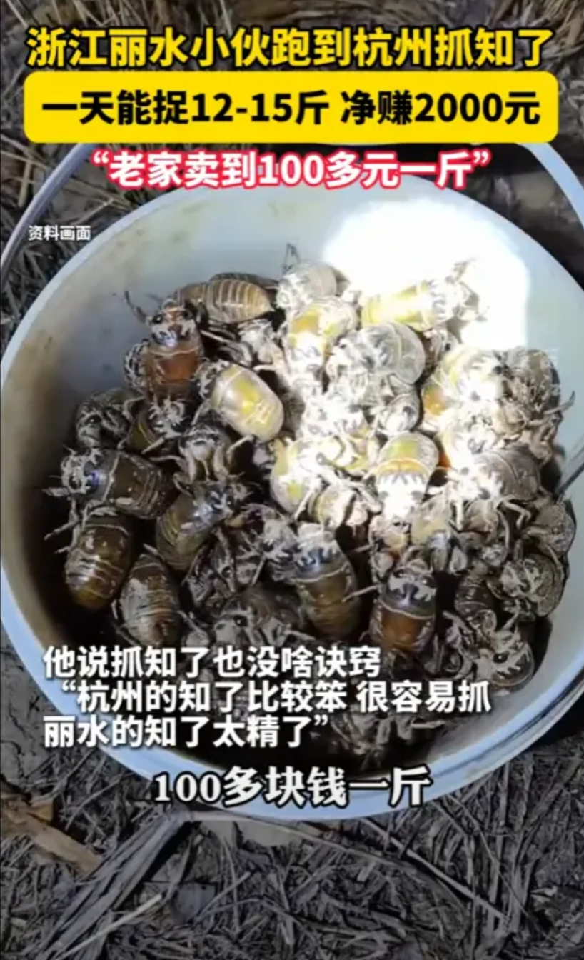 “简直赚翻了！”7月3日，浙江杭州，一小伙开车200多公里去杭州抓知了，一天抓了