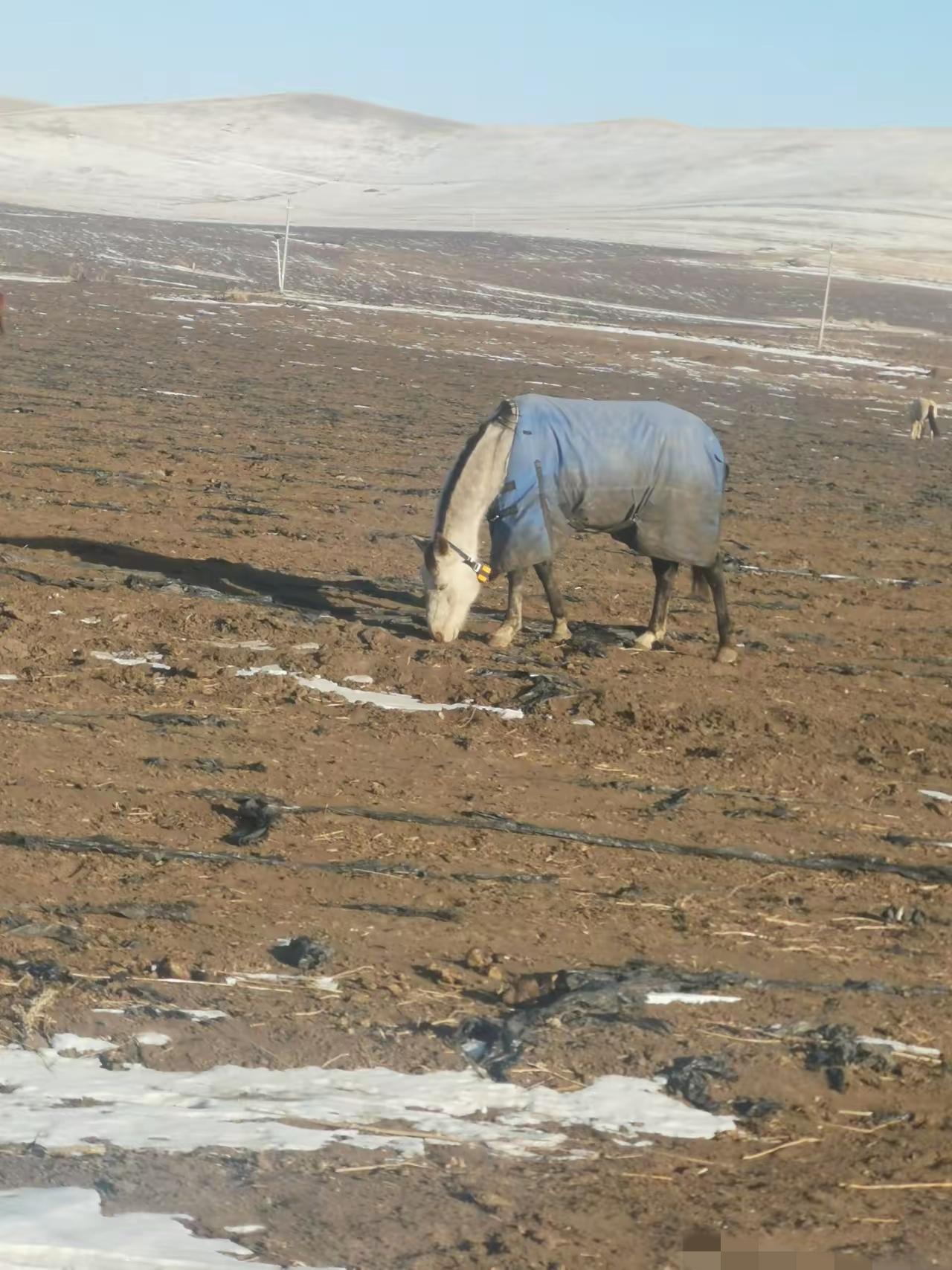听一个养牛户说，牛在没宰之前是知道它要死的。养牛的说，他准备要宰牛，屠宰工还没来