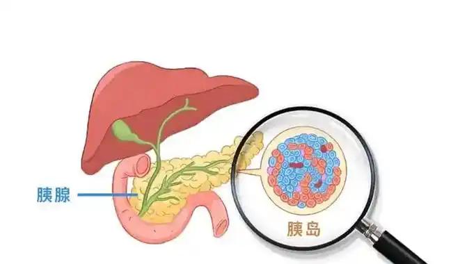 唤醒你身体“沉睡”胰岛，恢复血糖调节；确保糖尿病“长治久安” 你以为胰岛彻底