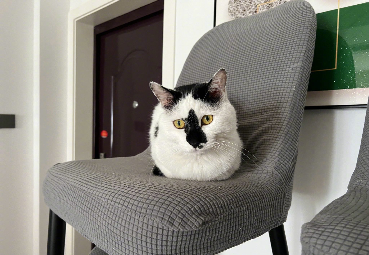 这猫多少有点潦草！