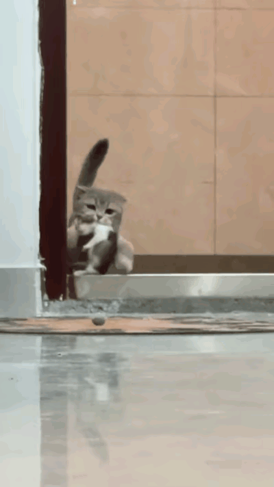 猫妈送走所有幼崽，唯独留下这一只！寸步不离叼着走，看完破防了谁懂啊！亲眼见