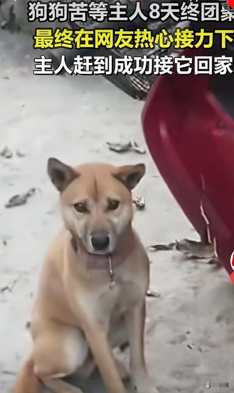 没想到中国版也有忠犬八公啊，但我们这只叫“来福”，因主人出了车祸，狗子连夜找到主