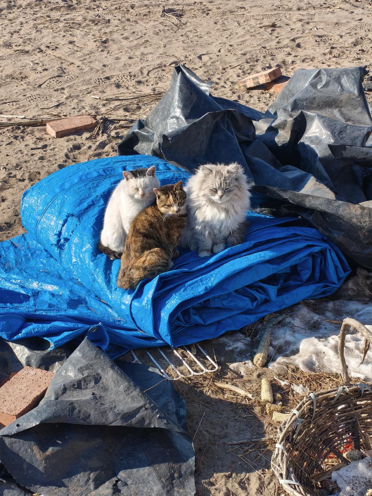 这娘仨是我哥家养的土猫，右边最老的是妈妈，守在她身边的是猫兄猫妹。头几年它们天天