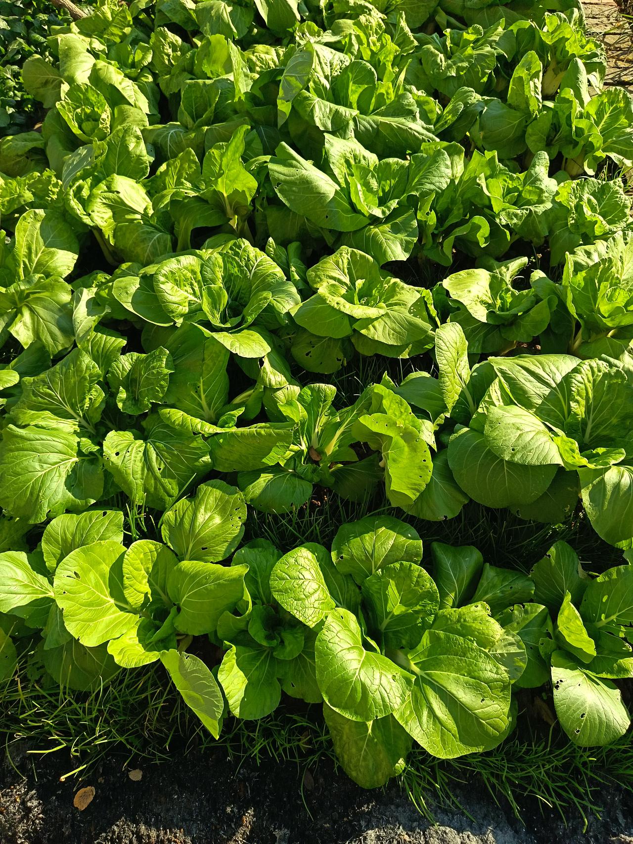 人们砌房、搬家都喜欢找个风水师看看，风水师怎么说，就照办不误。就拿邻居张大伯