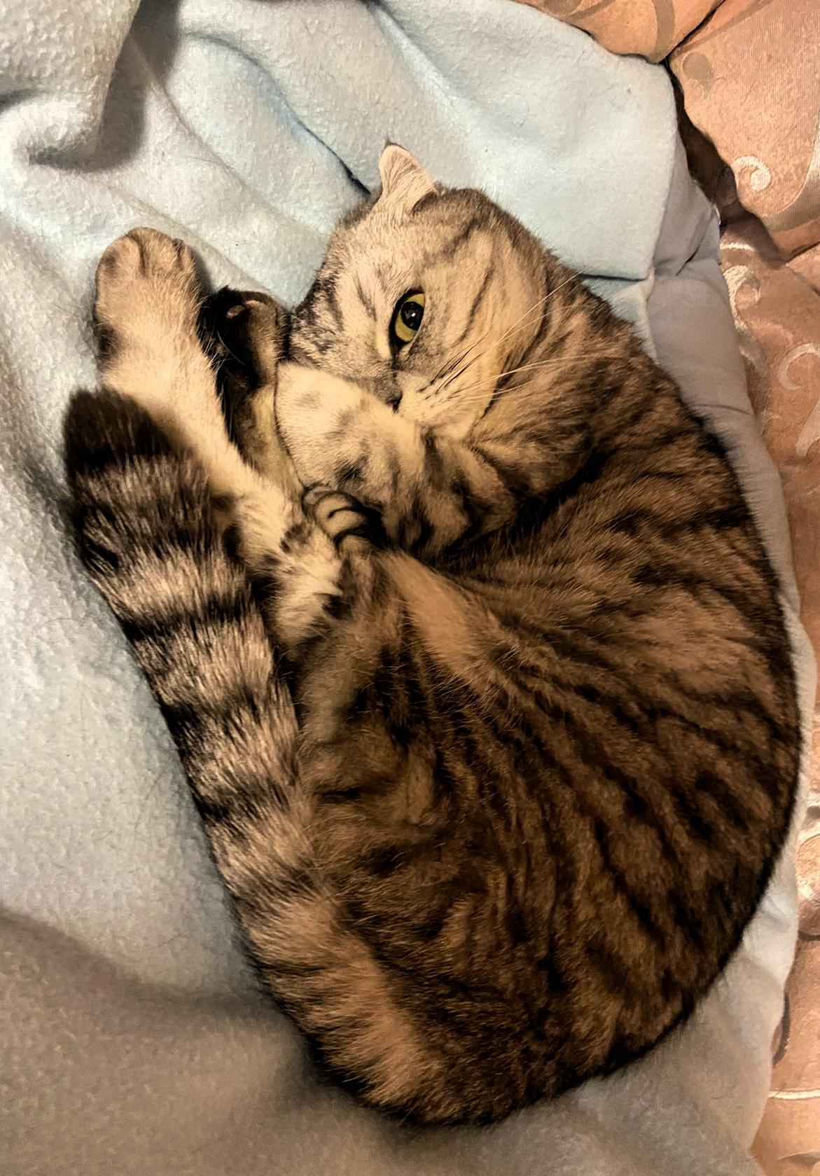 晒晒你家猫咪睡姿照呗