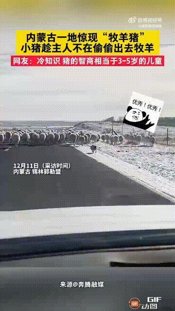 太新奇了！内蒙古一只小猪，趁着主人不在家的时候，把所有羊圈里的小羊都赶了出去，然