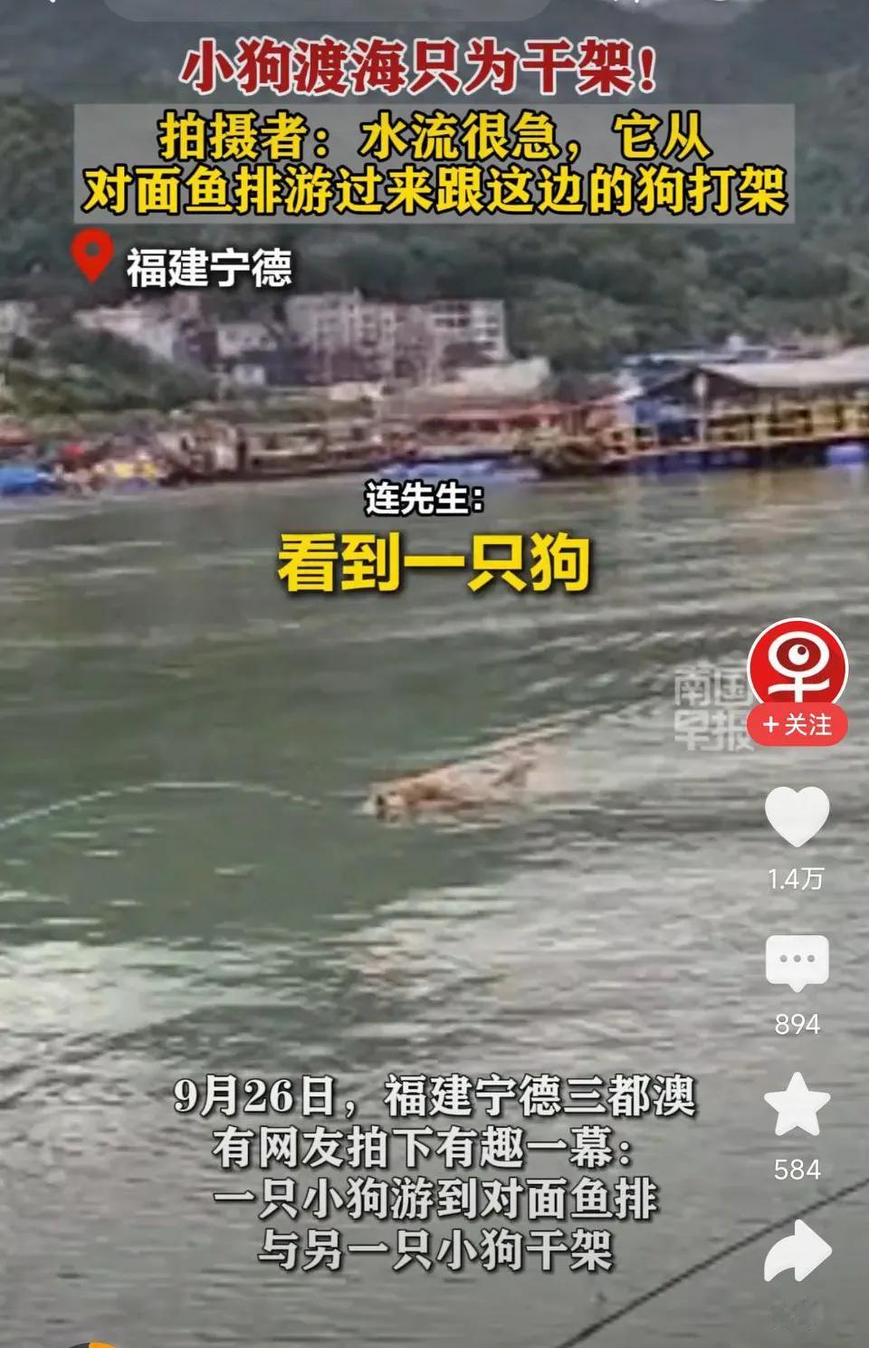 狗子渡海而来，只为和另一只狗打架！网友表示：狗子:刀你的心，海水都挡不住！一