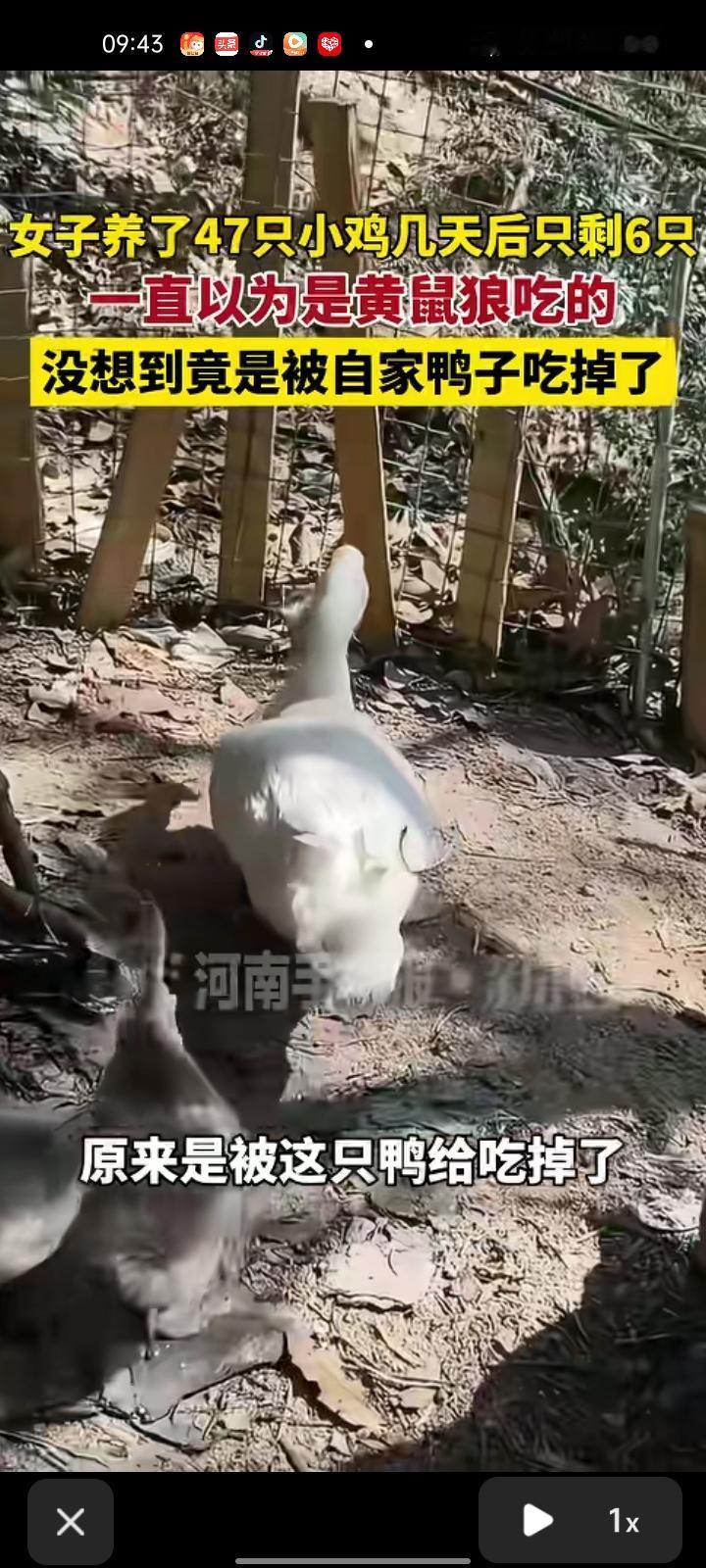3月16日，福建厦门。郝女士发布视频称，自家养了47只小鸡，几天后小鸡离奇失踪，