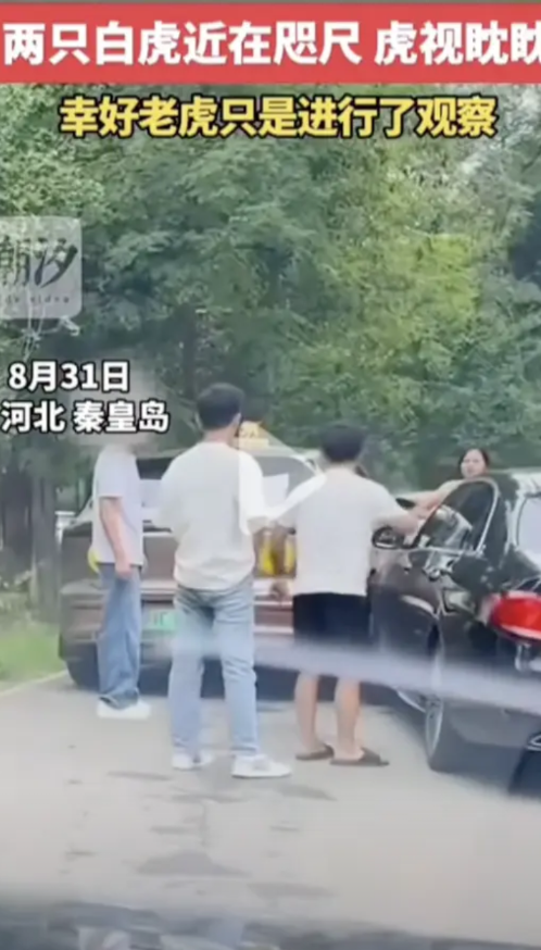 “我不敢看了，我好害怕！”8月31日，秦皇岛野生动物园猛兽区内，两辆游客的车辆在