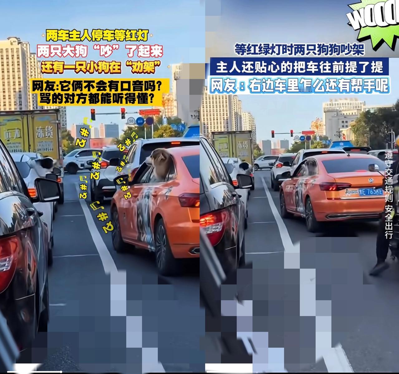 笑不活了！下班等红绿灯偶遇“跨车骂战”，两只狗狗扯着嗓子互吠，车