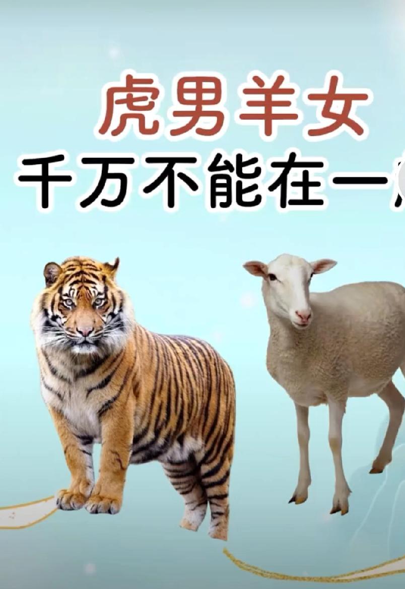 最糟糕的是那个女孩真是属羊的，表妹这次问清楚了，我的心也凉了半截，我儿子属虎，女