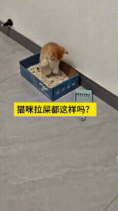我看了好几遍这个视频，真是给我逗得不行。这小橘猫在简易猫砂盒里上厕所，拉着拉着直