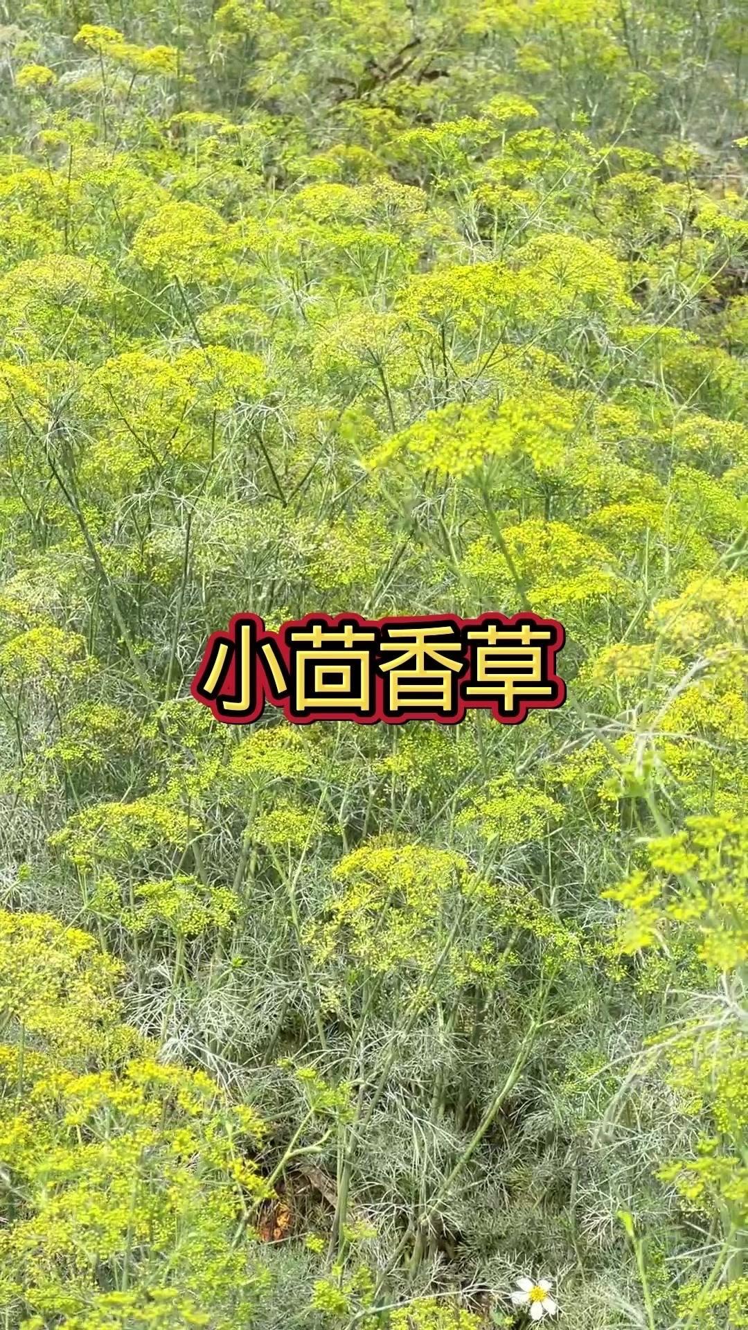 在野外偶遇茴香菜真的很惊喜，它作为北方人饺子的灵魂香料，浑身散发着浓郁香味，没有
