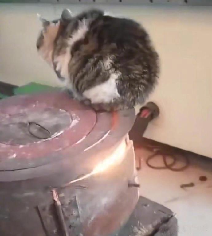 猫是不是不怕烫？妹子吃早饭闻到了一股烧焦味，循着味道找过去吓坏了，喵居然蹲坐在烧