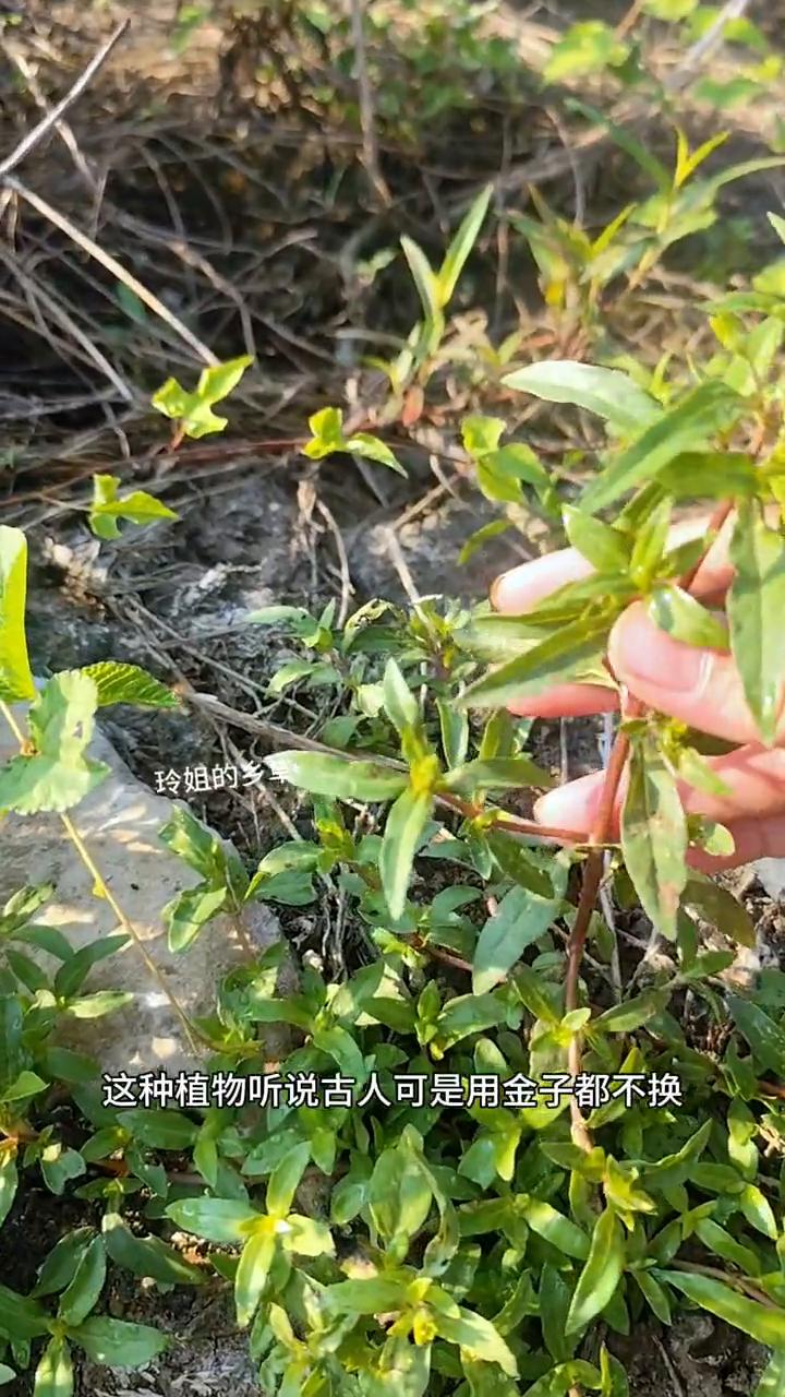 玲姐的乡草。这种植物听说古人可是用金子都不换，它就是墨旱莲，一种天然的染发草。