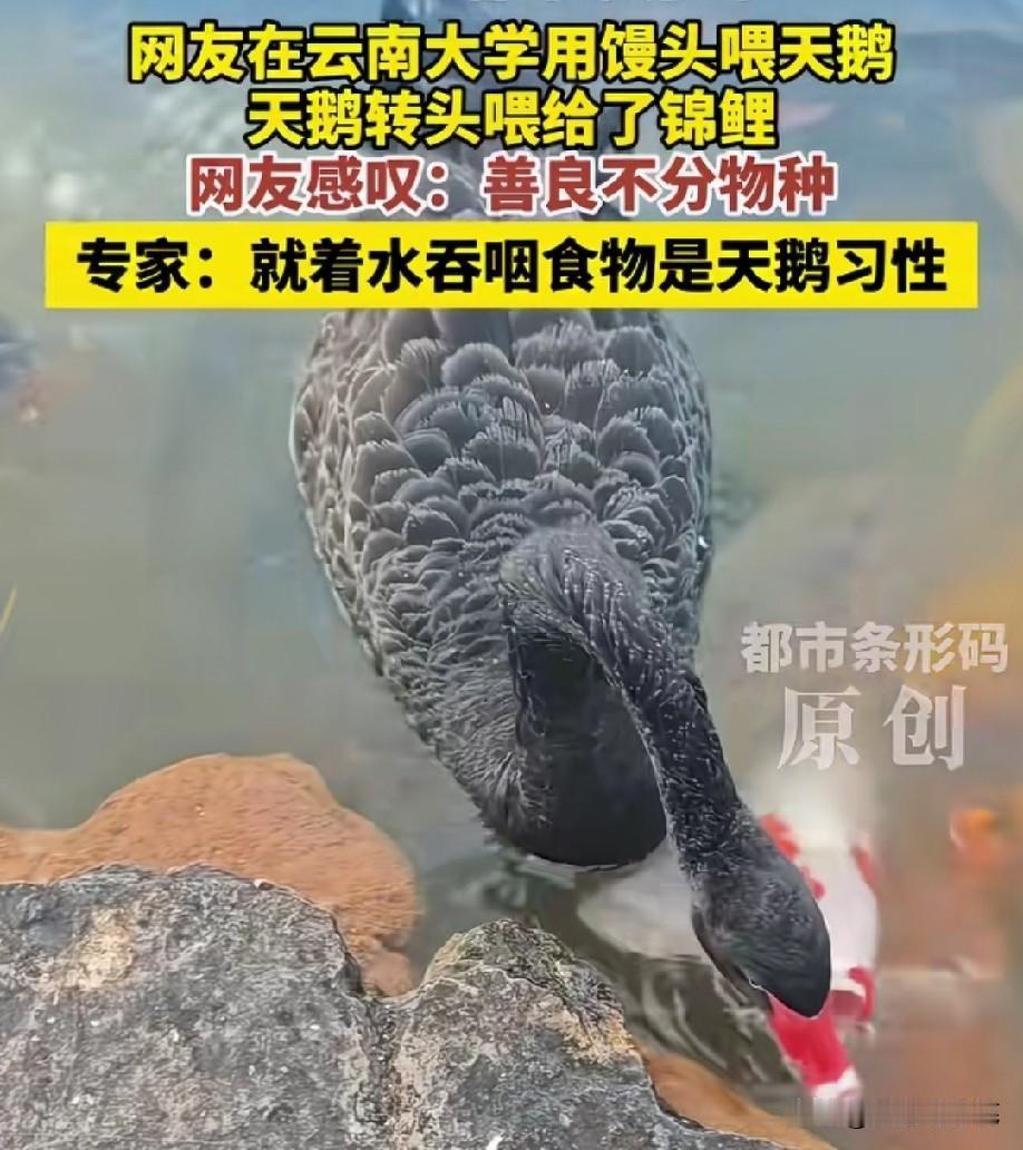 所以天鹅的本意是想用水软化一下馒头，而不是喂鱼的，反而是鱼抢了天鹅的食物了[捂脸