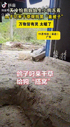 万万没有想到，11月19日报道，广东一网友发视频分享，自己狗子下狗崽后，这家中养