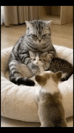 一大早，狗妈妈就把狗宝宝撂在一边，追着狗叔叔去后山堆雪人打雪仗了。可怜的狗宝宝