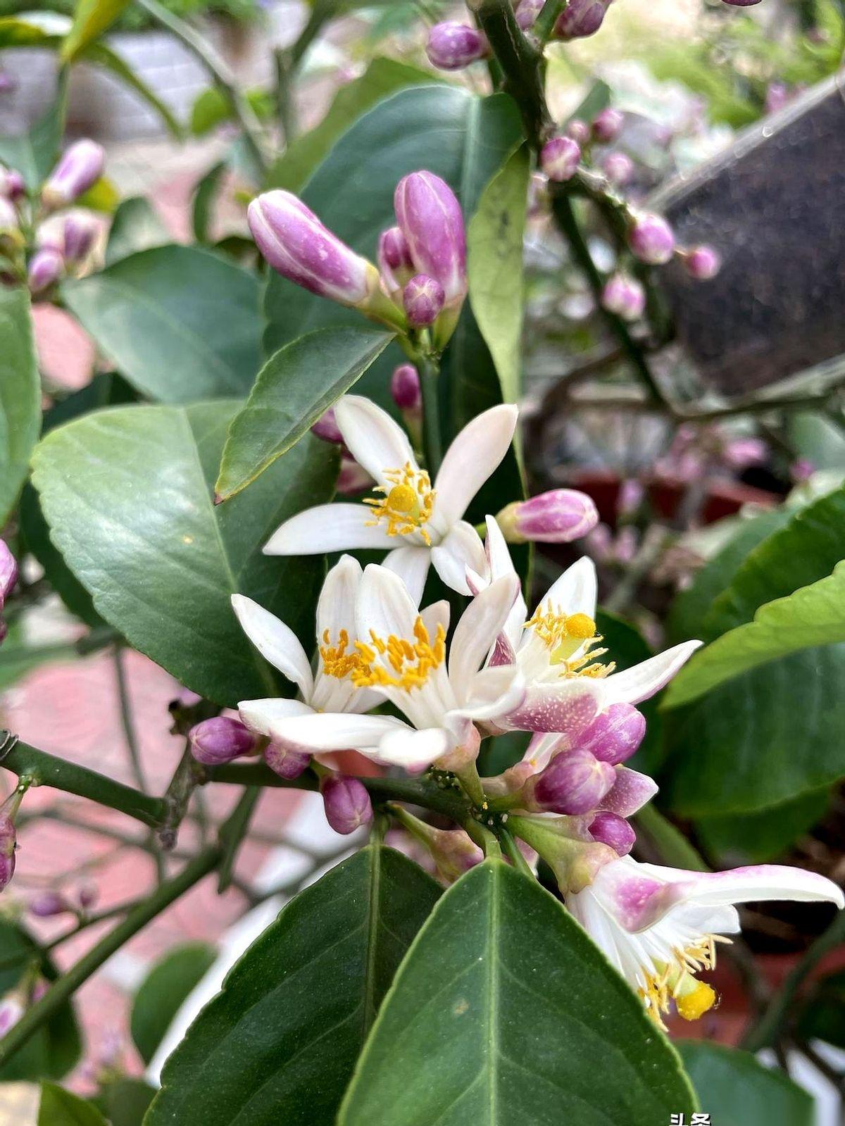 “老师，真的不考了？一次都不考了？”放学铃刚响，几个家长就把我堵在了校门口。风