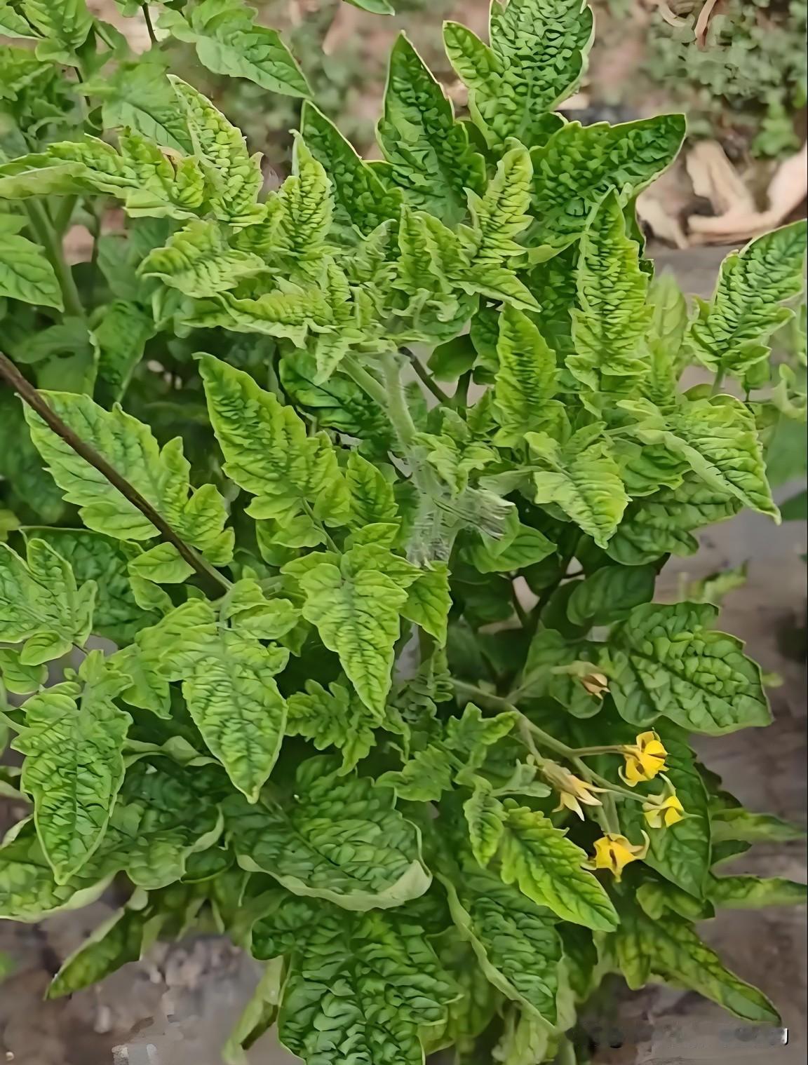 一分钟分清番茄卷叶病：病毒还是土传病害，看这两点就够种番茄遇到卷叶，先别愁！