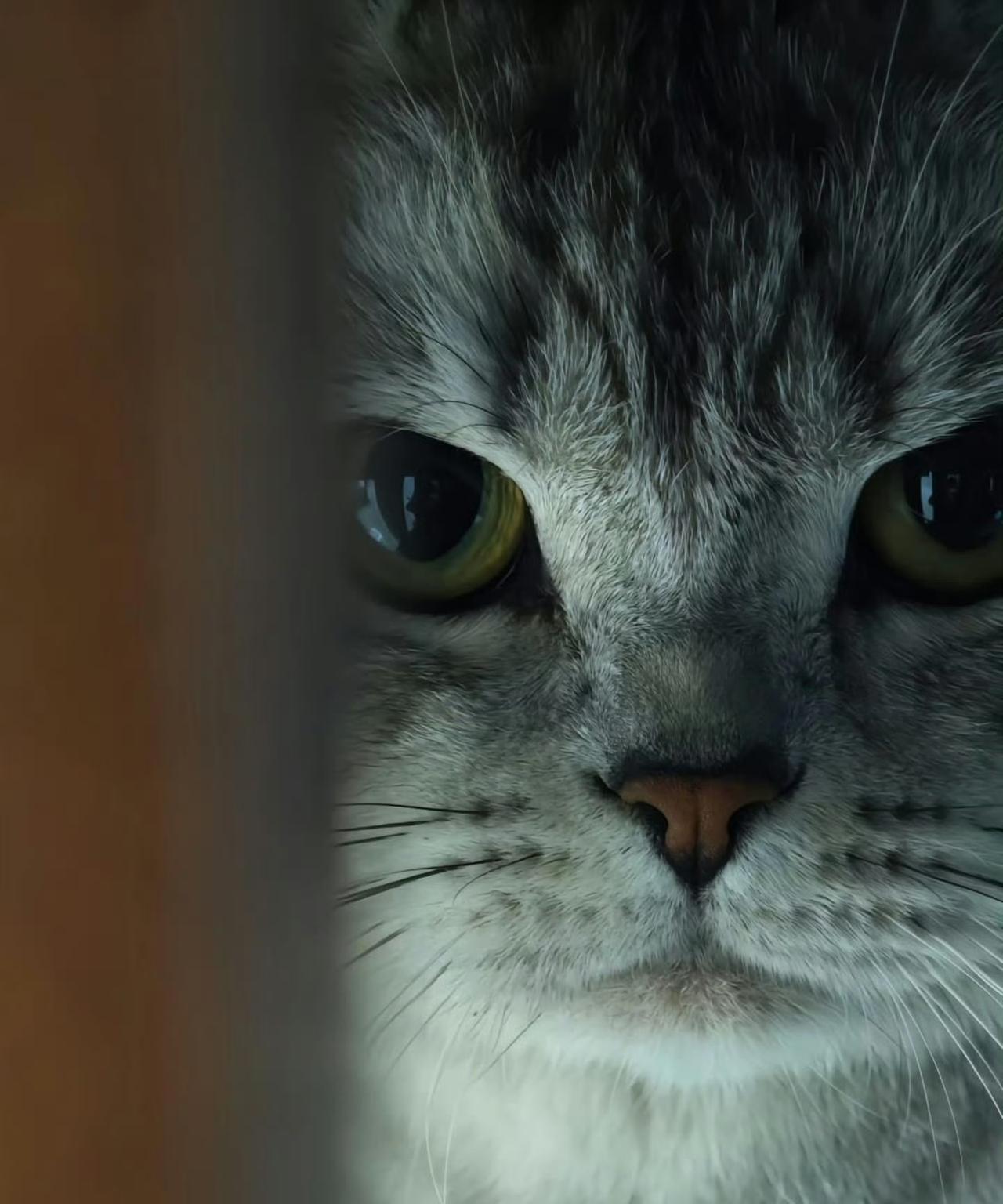 猫猫不愧是老虎的师傅。