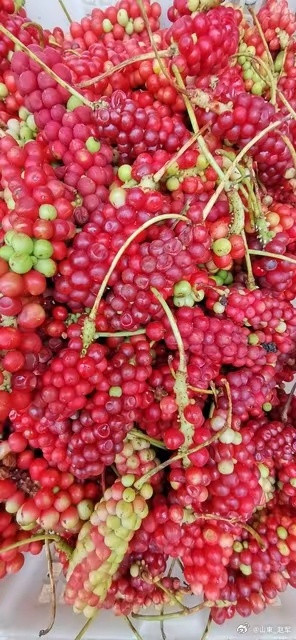 心摇精泄玉门开：君火失位论精关盖心一动而精即遗，此非肾惫之故，实乃君火失位，相火