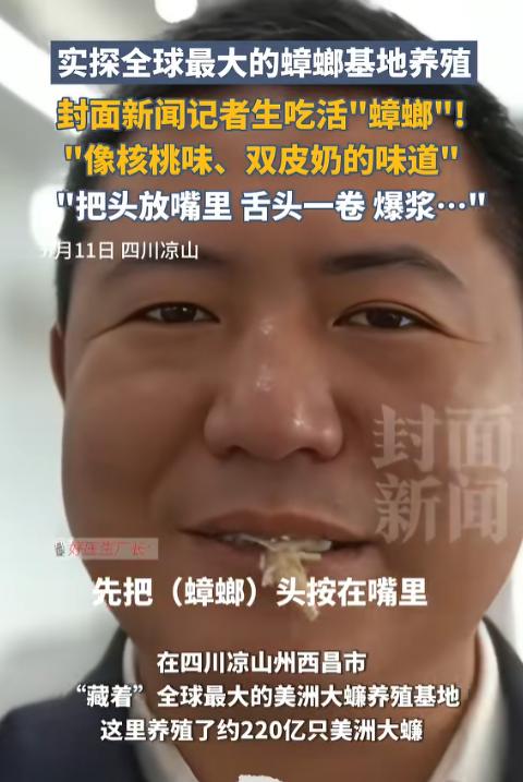 “这也行？”记者体验生吃活“蟑螂”，在四川凉山州西昌市有着全球最大的美洲大蠊养殖