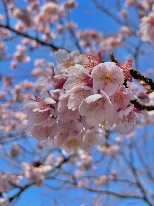 上野的樱花🌸再等等再等等