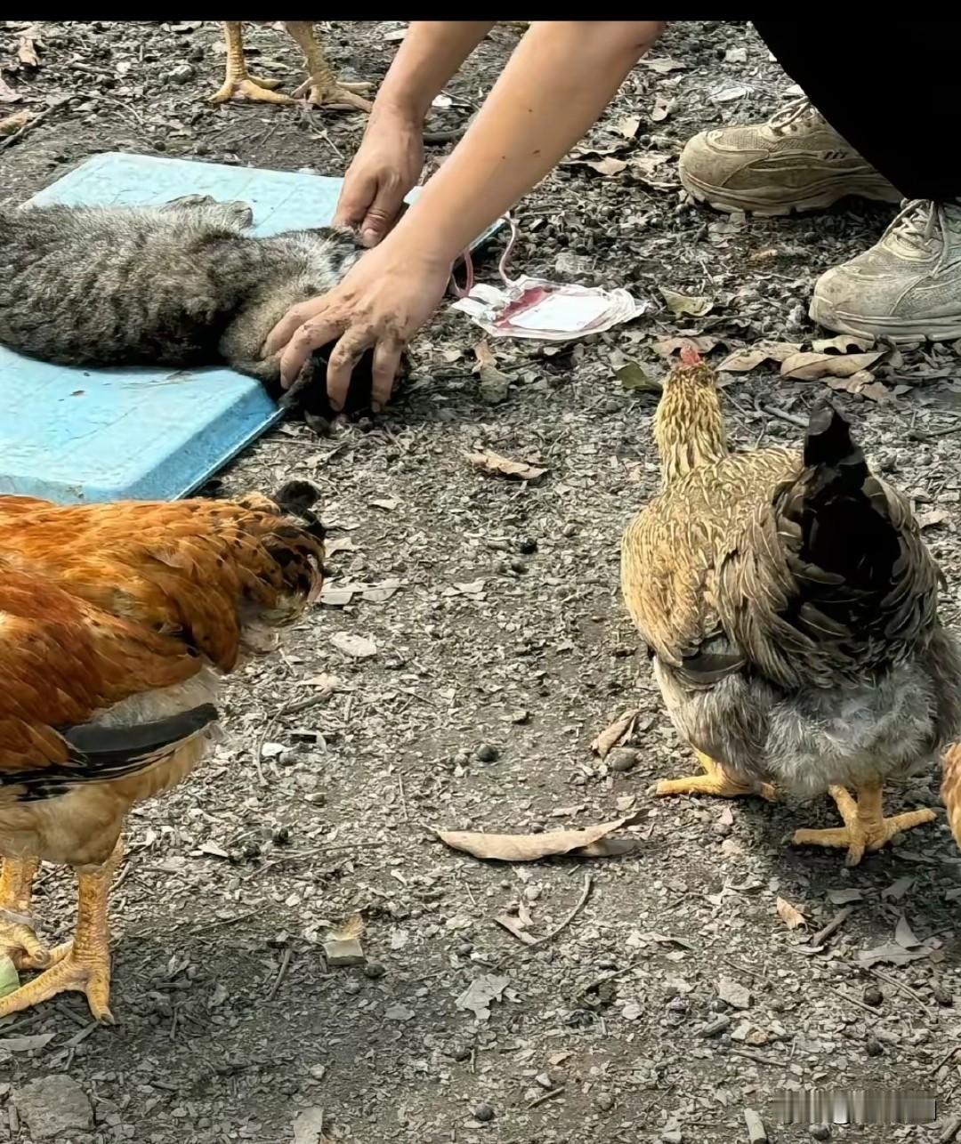 住手,赶快住手。广州动物血库视频,有人卖动物血,把一只狸花猫血抽干了,还倒吊着