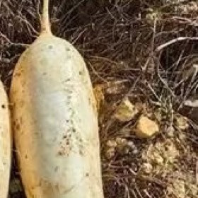 萝卜种植方法1. 选种整地：选抗病、适宜本地季节的萝卜品种，深耕土壤20-30