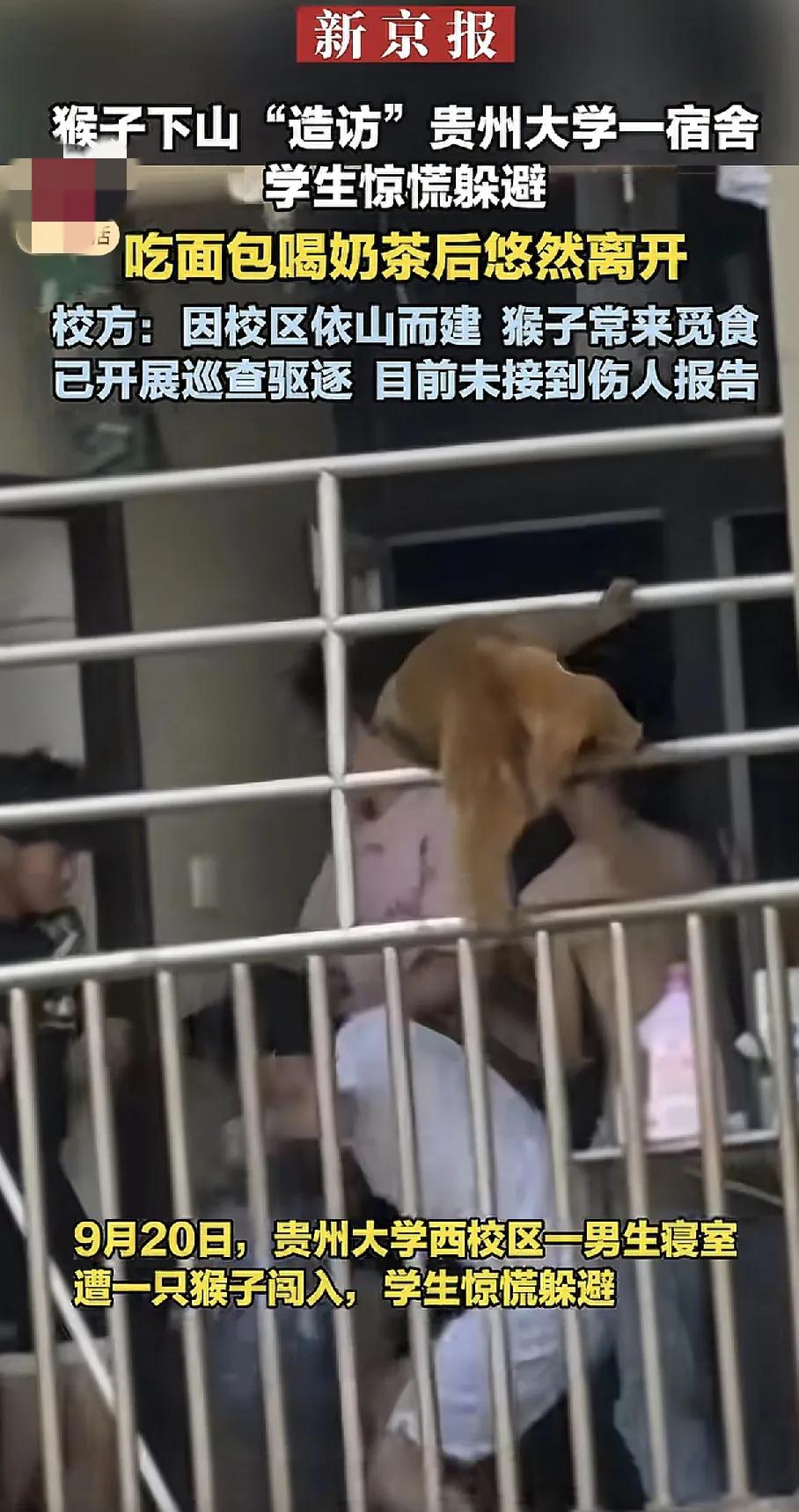笑不活了！猴哥“突袭”贵大宿舍，面包奶茶自由炫完潇洒离场，学生：这届访客太