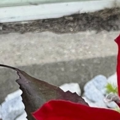 红花金线桔梗✅种植方法1. 土壤：腐叶土+园土+粗河沙按2:2:1配比，要求疏