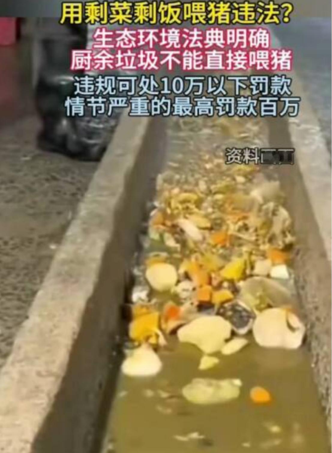剩菜剩饭喂猪，成禁令了！过去在农村，剩菜倒进猪食桶很常见，很多人因此觉得泔水喂猪
