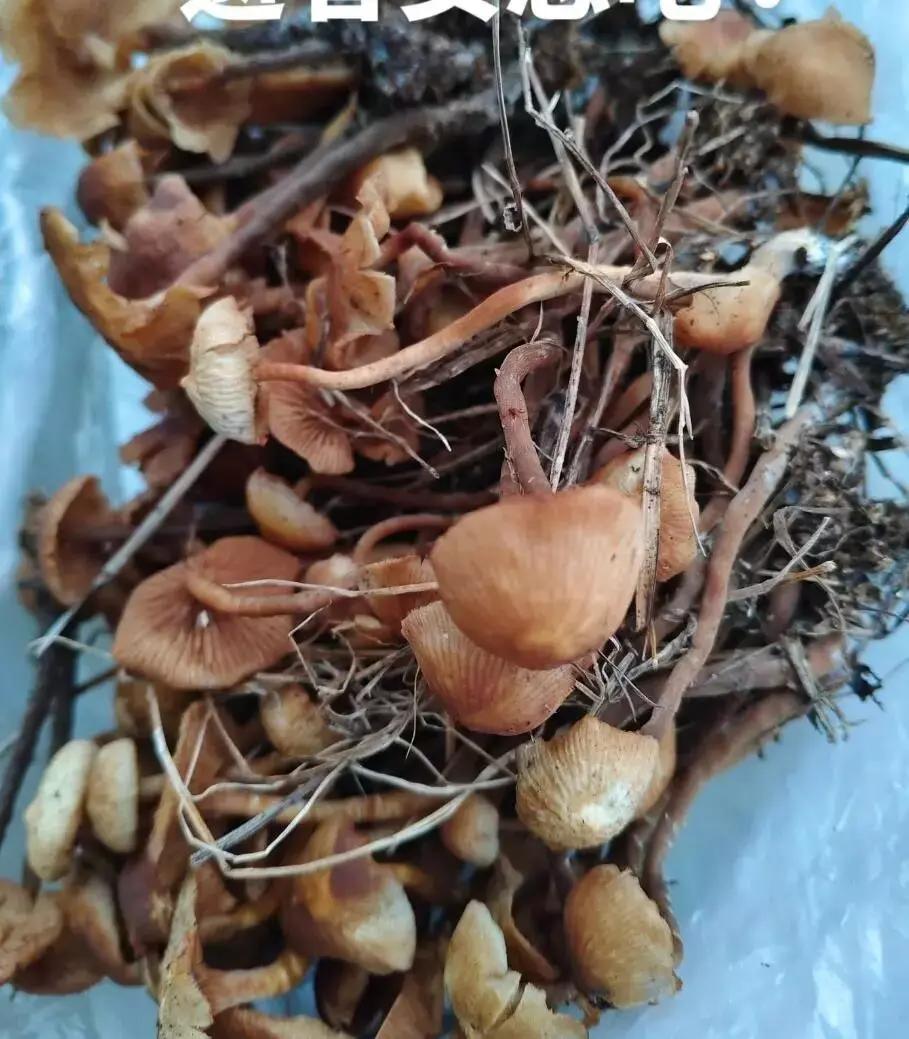 痛心！贵州3人吃野生菌离世，亲属哭述“中午吃了晚上又吃”，致命真相藏在常识里