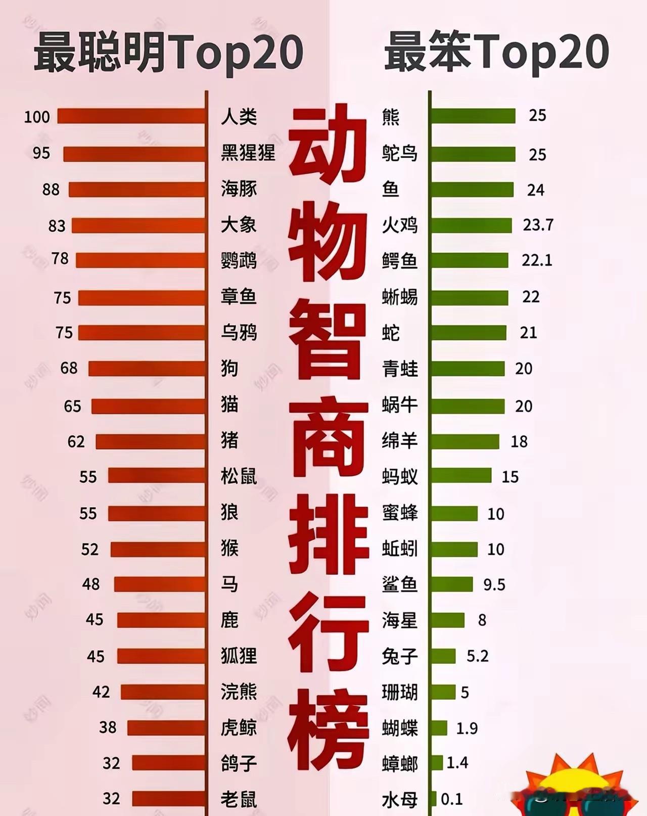 猪的智商这么高的吗？挺意外的。