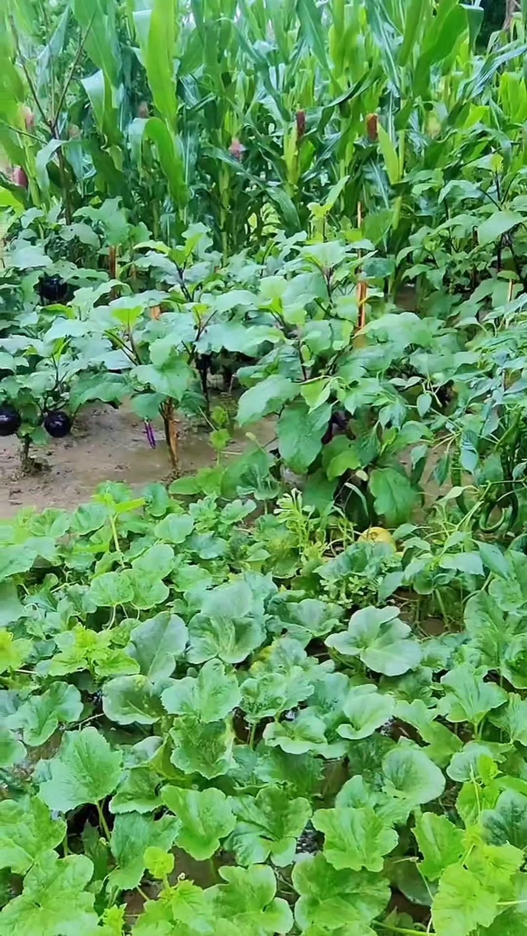 小雨过后的田园满是清新空气，瓜田一片青翠。蛙鸣和远处的鸟叫此起彼伏，沾着露水的蔬