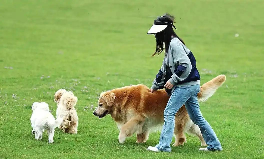 新规亮剑！明年起严管不文明养犬近日，国家出台的治安处罚法规明确，自明年起，对遛