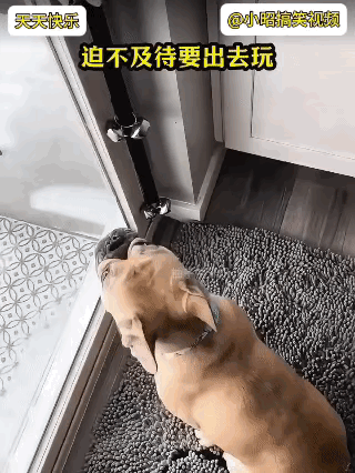 小狗刚一出门，发现太冷了，不带犹豫的，马上跑回家。