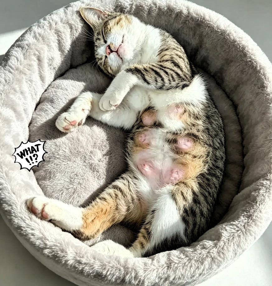 妈呀，刚刚把一窝小猫全都送走，转头就看见母猫这副样子。四仰八叉躺着，肚子还保持