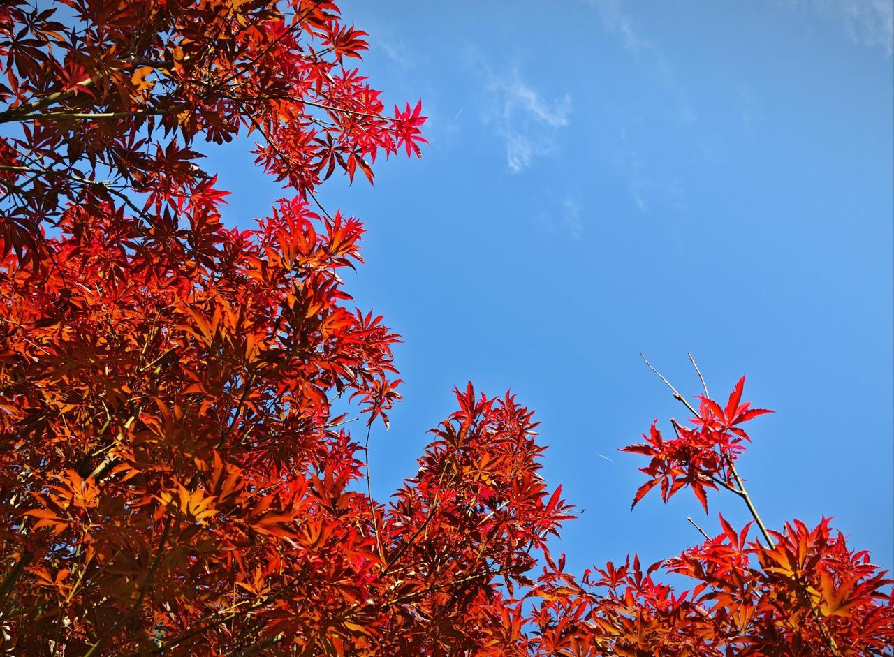 谁说广州没有秋天？帽峰山这波“枫”景直接美到心巴上！2500株红枫热烈似火，搭配